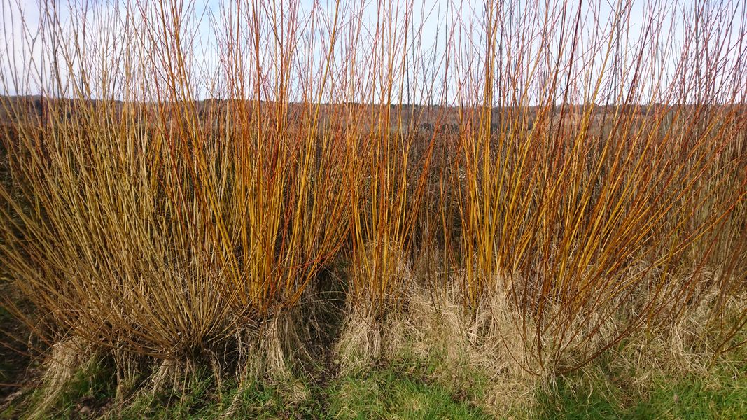 The willow bed without leaf, ready for cutting.