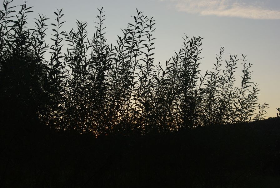 The willow in leaf.