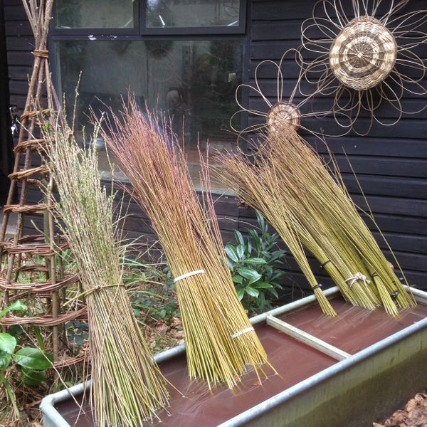 Fresh willow in water ready to weave into harlequin trees.