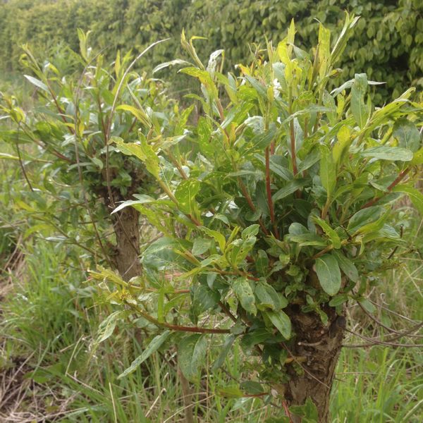 The coppiced stool regrowing.