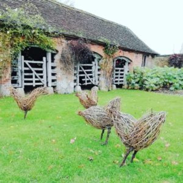 Willow Chickens