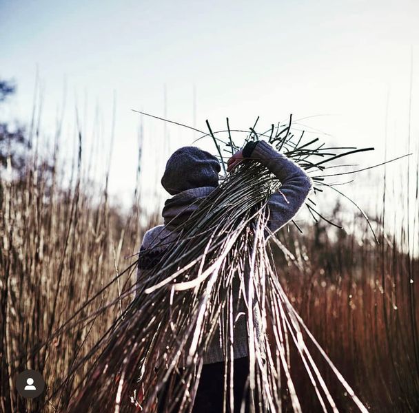 Willow harvested from the Somerset Levels