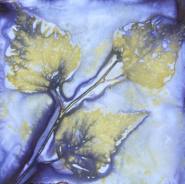 Botanical eco print of silver birch on paper, with logwood dye