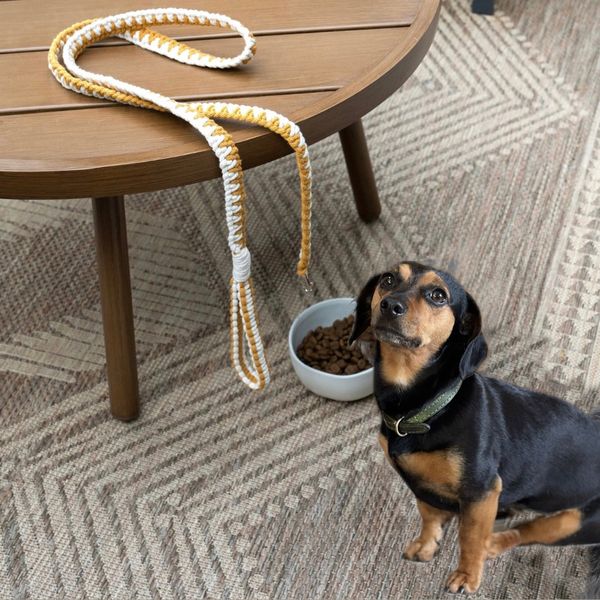 Dachshund with macrame dog lead