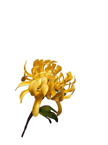 Chrysanthemum - Primrose