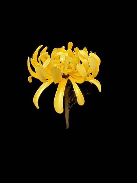 Chrysanthemum head