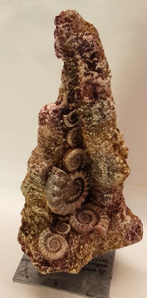 Fossil Stone 