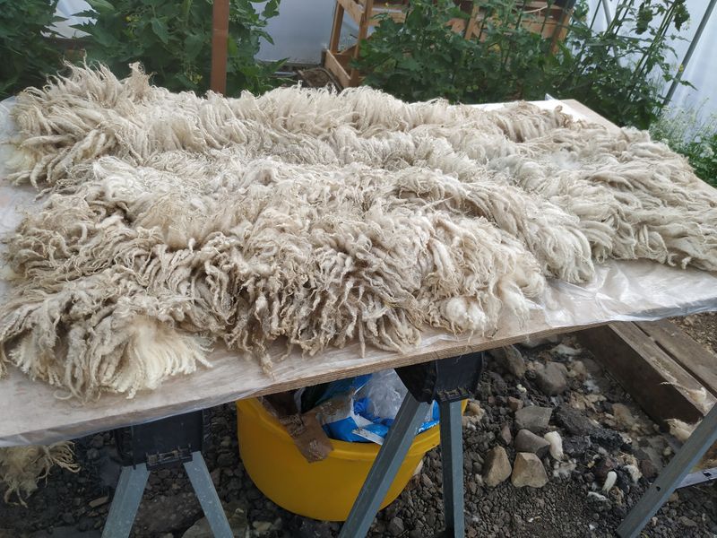 raw fleece laid out