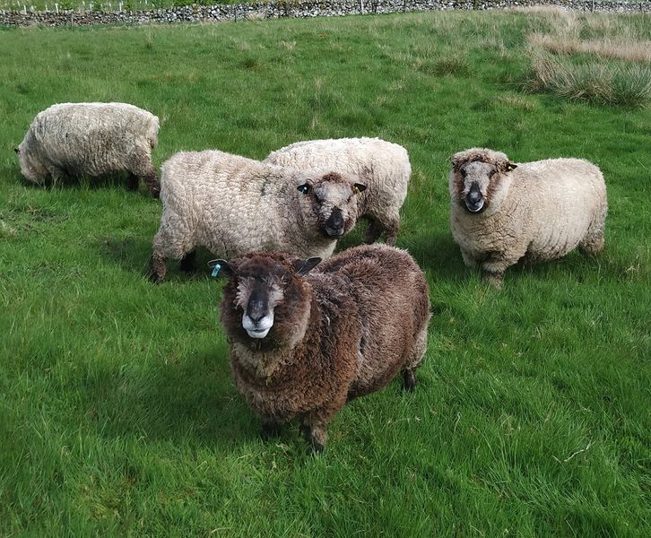 some of our friendly sheep