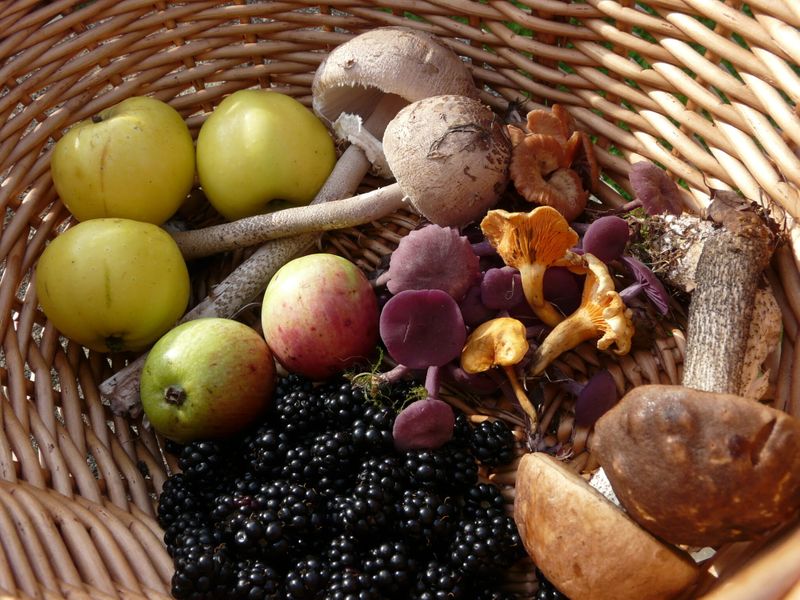 Basket of foraged wild food