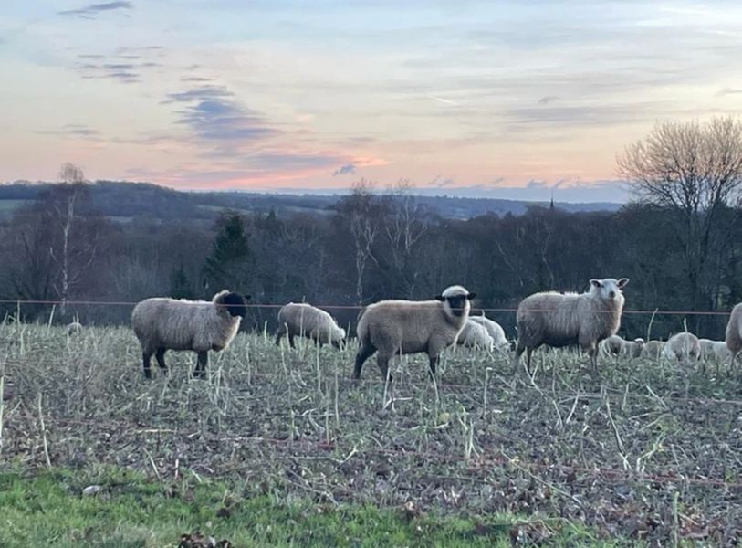 Winter sheep at The Oast