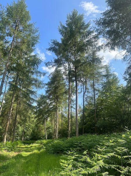 A wonderful place to walk and forage from the surrounding trees, hollybushes and many other species of spruces