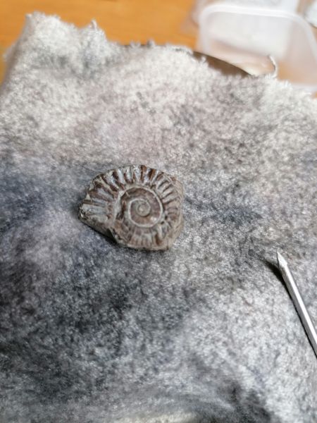 200 million year old Ammonite from the beach at Watchet.