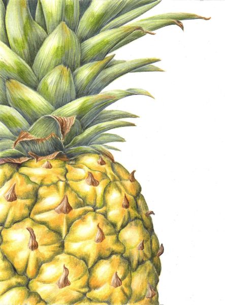Pineapple - Botanical Coloured Pencil Drawing with Linda Hampson
