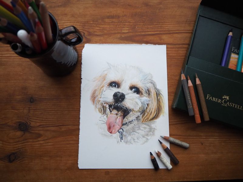 A5 colour pencil pet portrait, head and shoulders. 