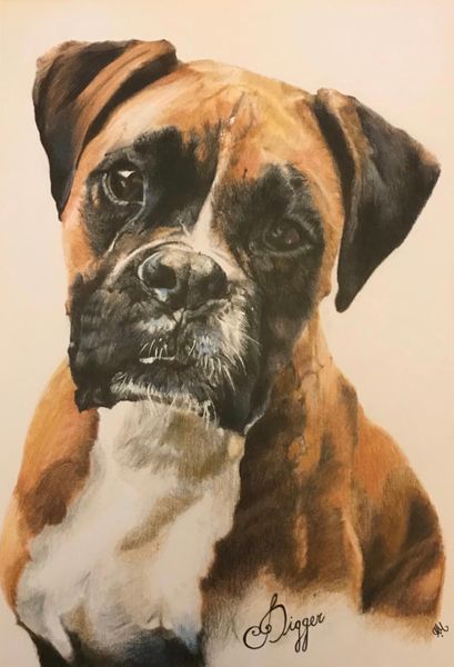 A4 Colour Pencil Pet Portrait, head and shoulders,  with name added. 