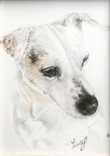 A4 Colour Pencil Pet Portrait, head and shoulders,  with name added. 