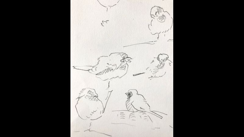 Sparrows along the Nile 