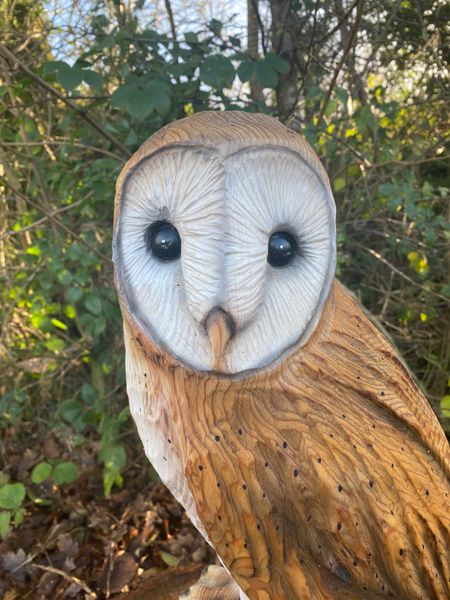 Close up of barn owl face