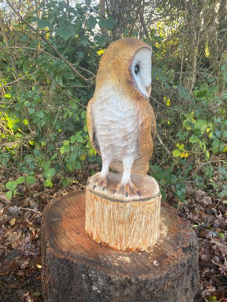 Side profile of barn owl