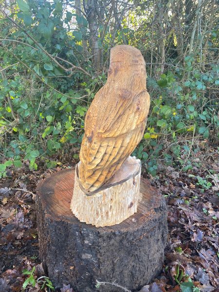 Back of barn owl