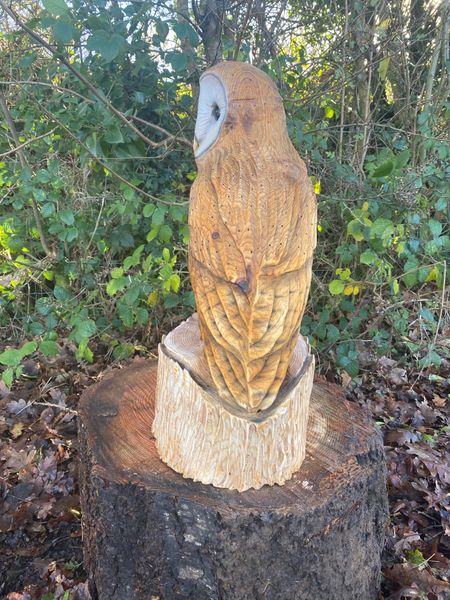 Side profile of barn owl