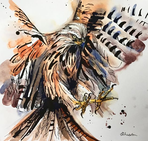 Course project - Close up of red kite