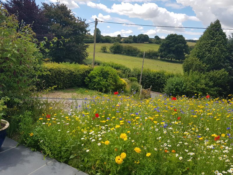 Our wildflower meadow at the front, and view over the hills.