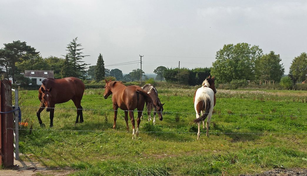 The field and horses in front of the workshop