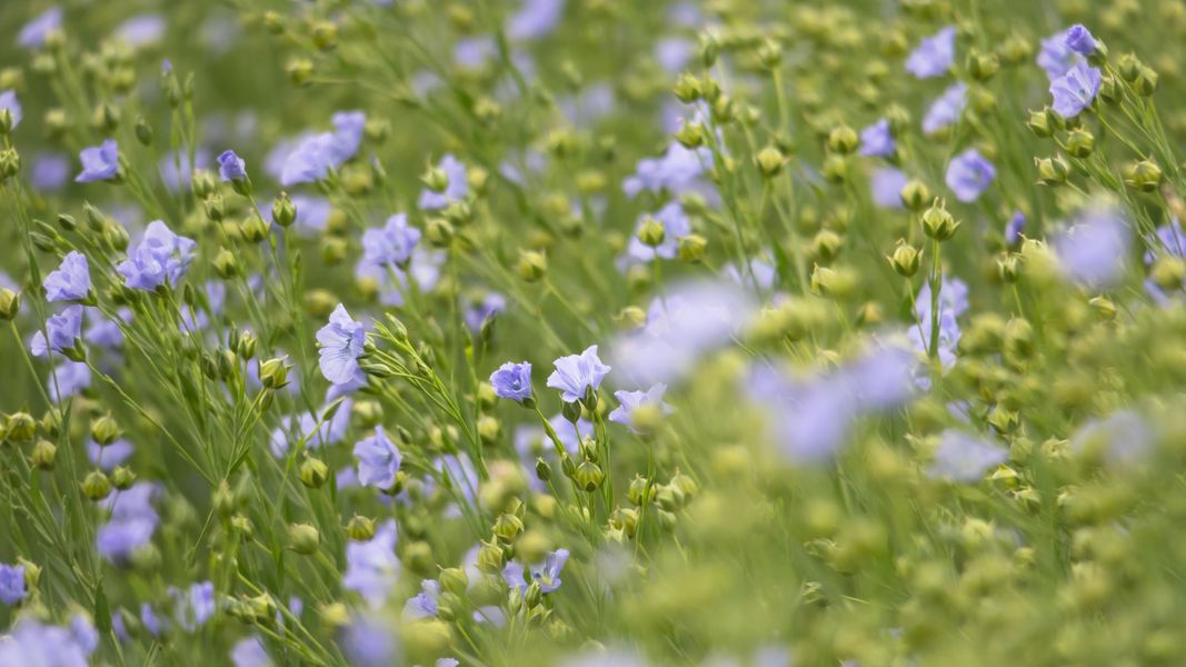 Flax in bloom