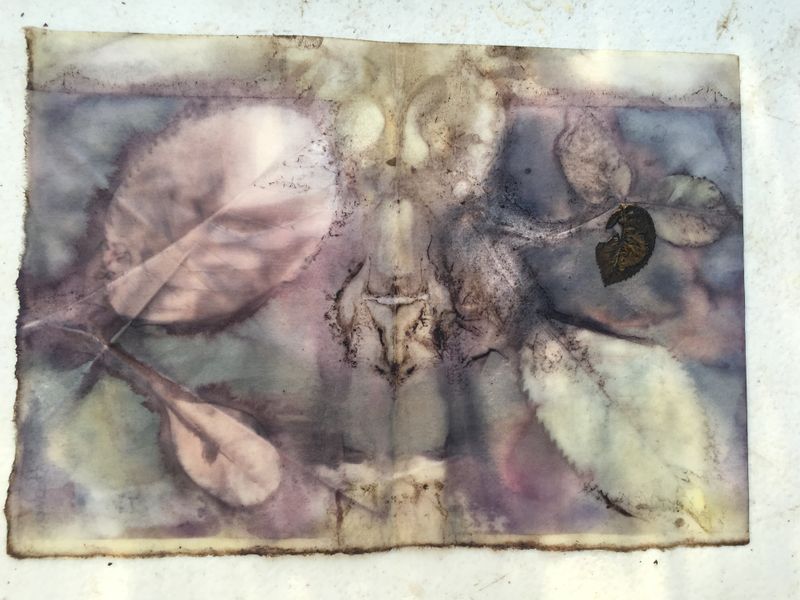 Ecodyed paper with cochineal dye