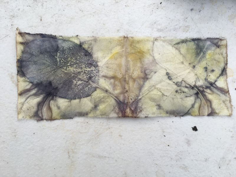 Ecodyed paper with alum and iron mordant.
